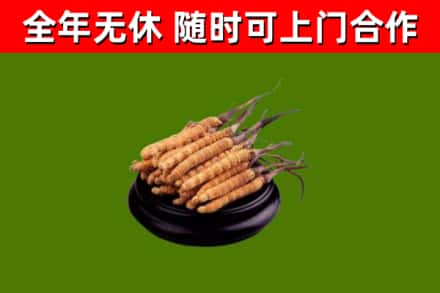 虹口区烟酒回收冬虫夏草.jpg
